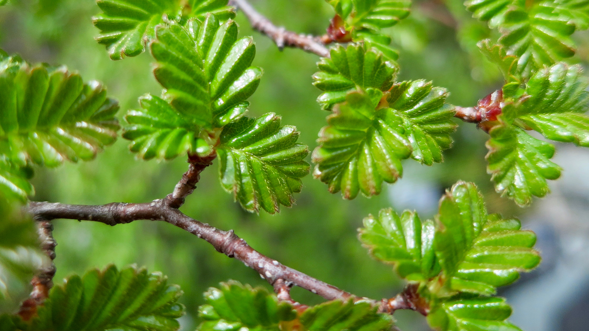 Cerro Castillo Trekking